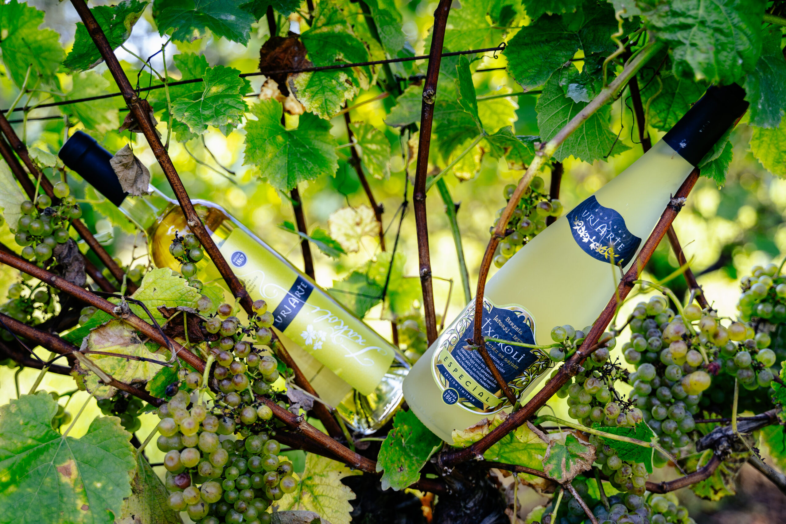 El origen de los vinos de Txakoli Uriarte