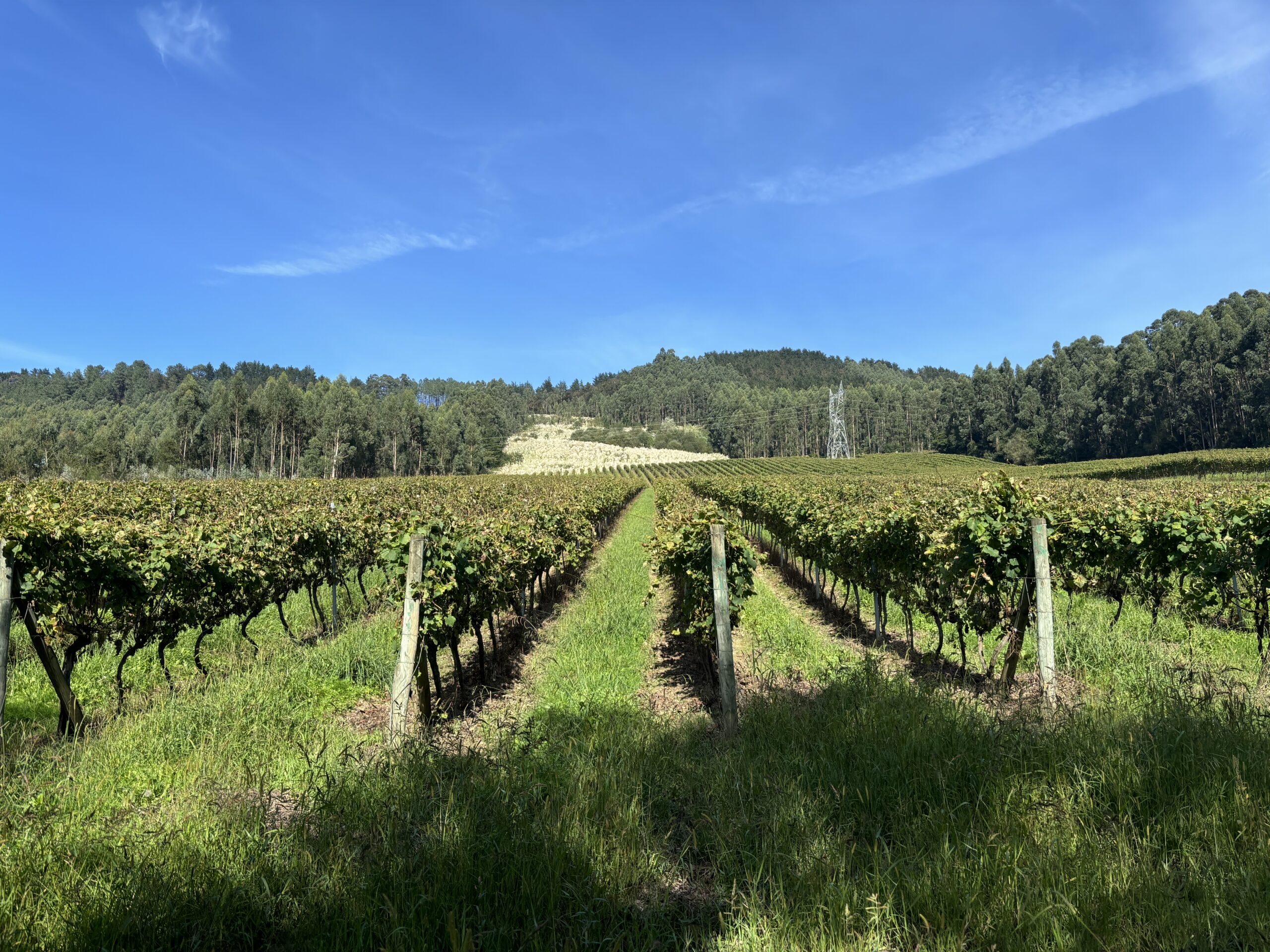 Paisaje del viñedo en Bizkaia