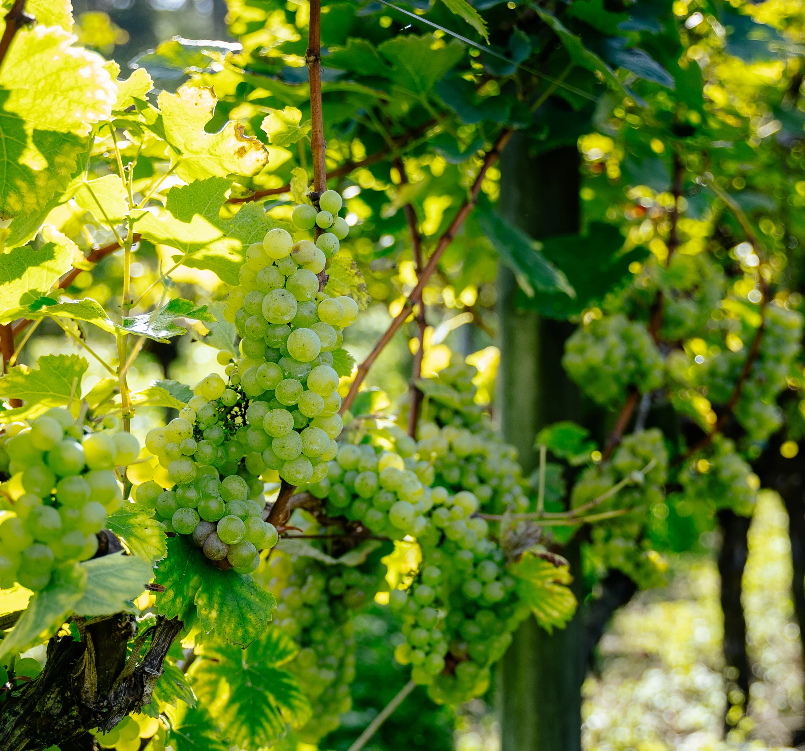 Suelos y variedades del viñedo